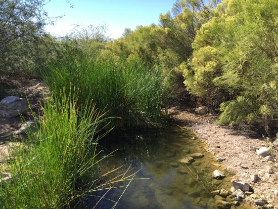 Riparian Preserve at Water Ranch
